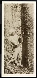 Ansicht eines Mannes, der Gummi von einem Gummibaum sammelt, vermutlich in Panama während des Kanalbaus, 1913